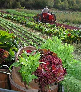 کشاورزی ارگانیک برای تغذیه مردم جهان
